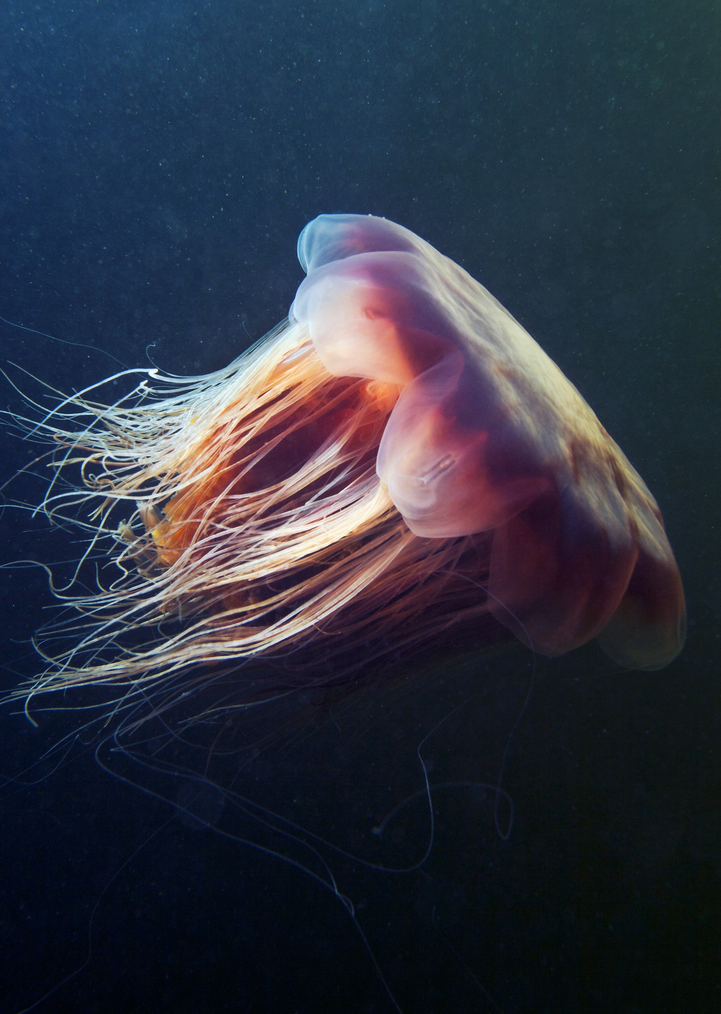 Lion's mane jellyfish (Cyanea capillata)